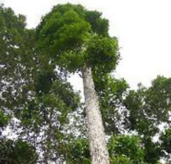 Bez naslova (350 x 330 piks.) (1)(1)