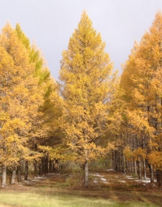 Dizajn bez naslova (69)(1)